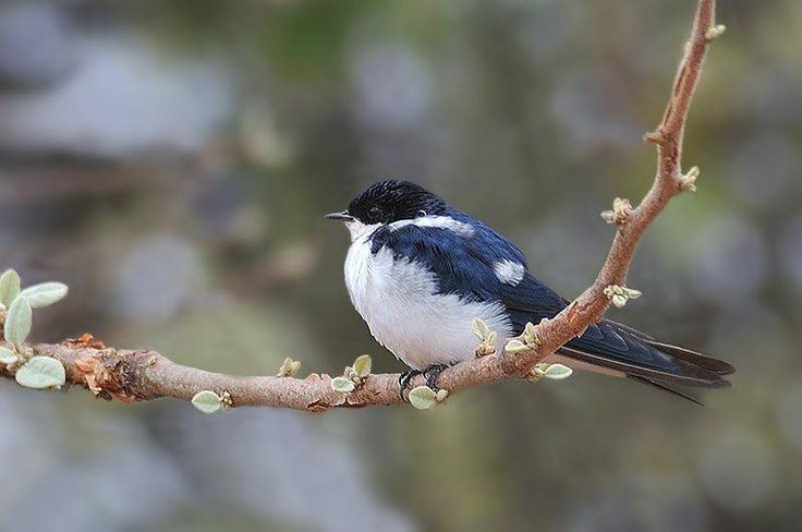7 day Ethiopia birds tour highland and Rift birding